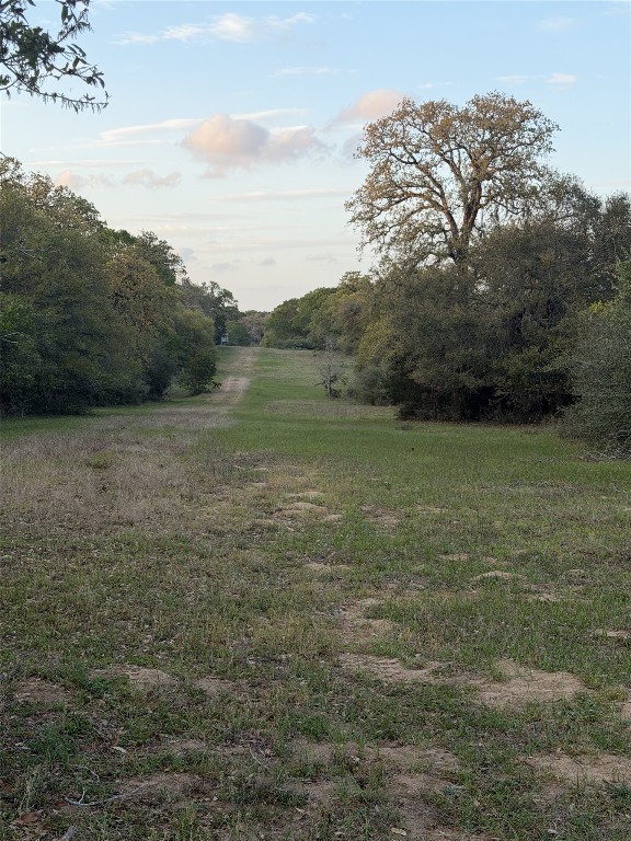 1743 Zimmerscheidt Road New Ulm, TX 78950 - Photo 8 of 13