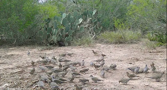 a view of a dry yard with trees in the background