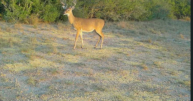a view of a chairs and table in the yard