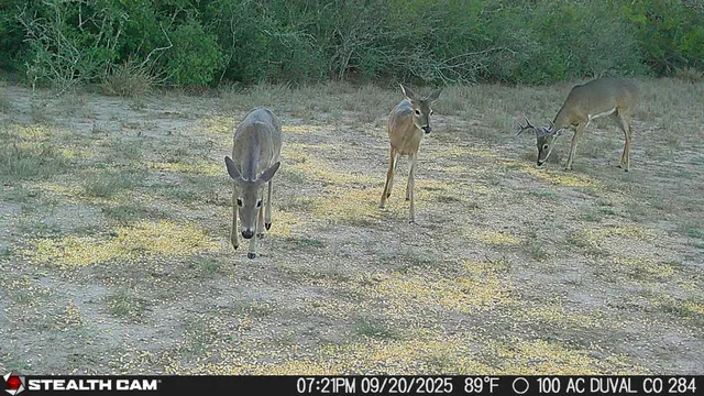 a view of a dry yard
