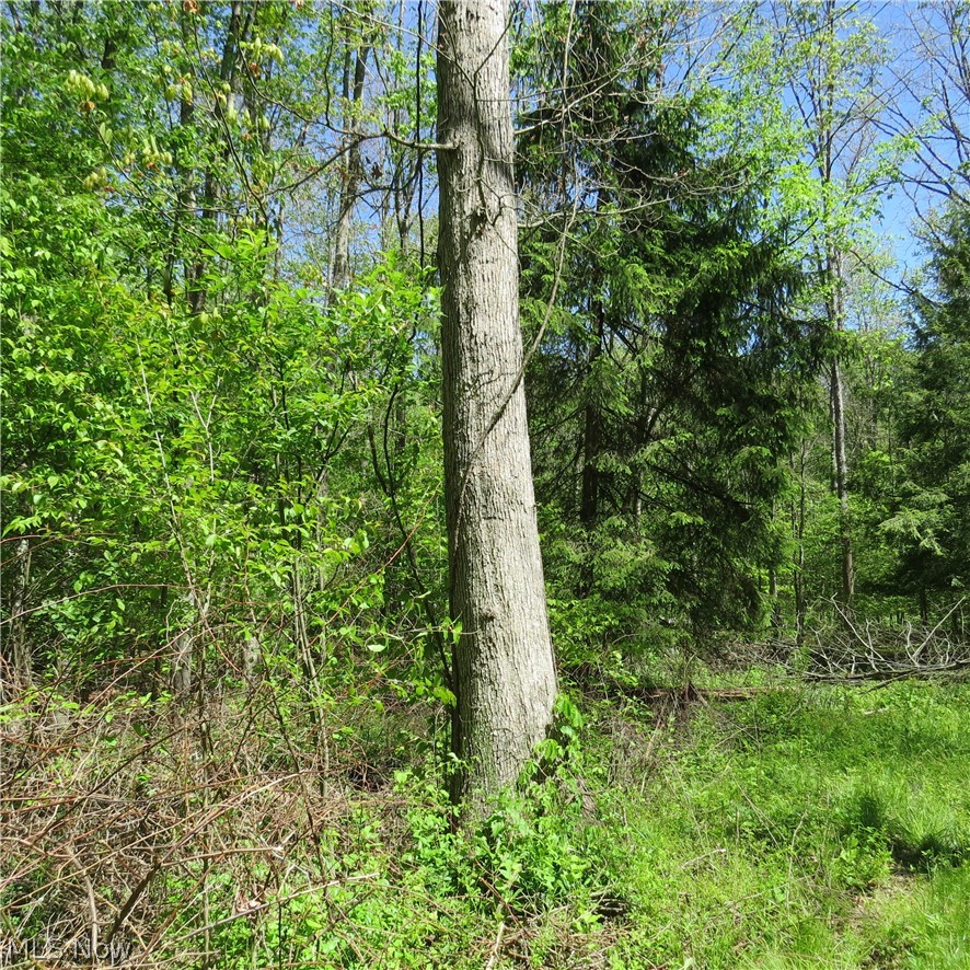 Montero Road Northeast Carrollton, OH 44615 - Photo 8 of 12