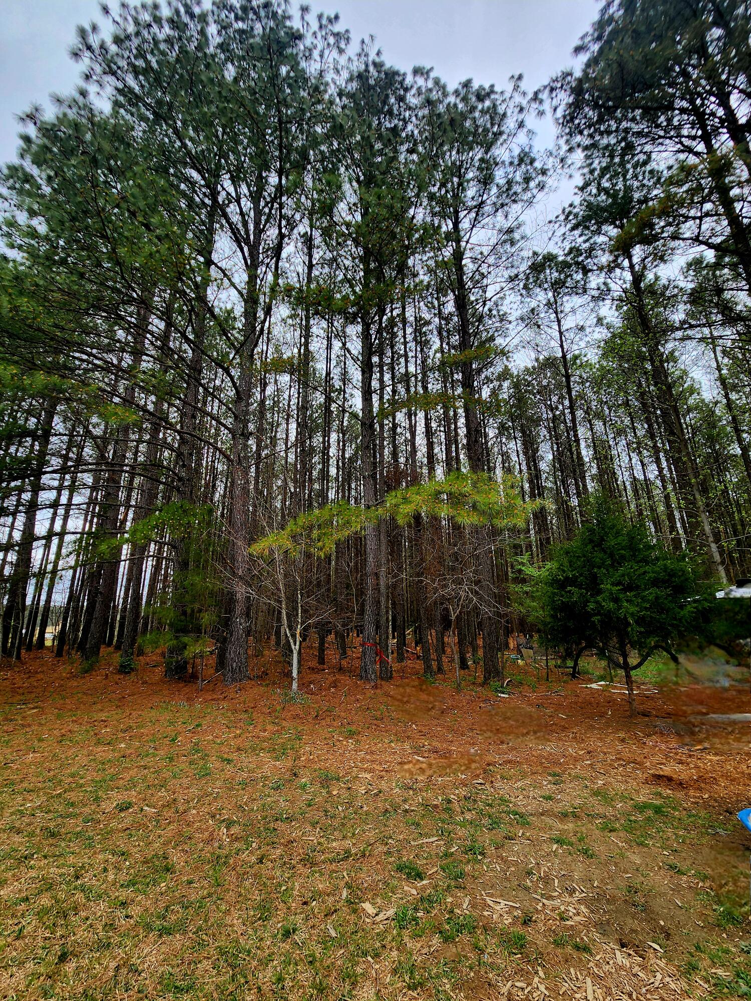 220 Browns Trace Road South Pittsburg, TN 37380 - Photo 17 of 34 20250402_111023