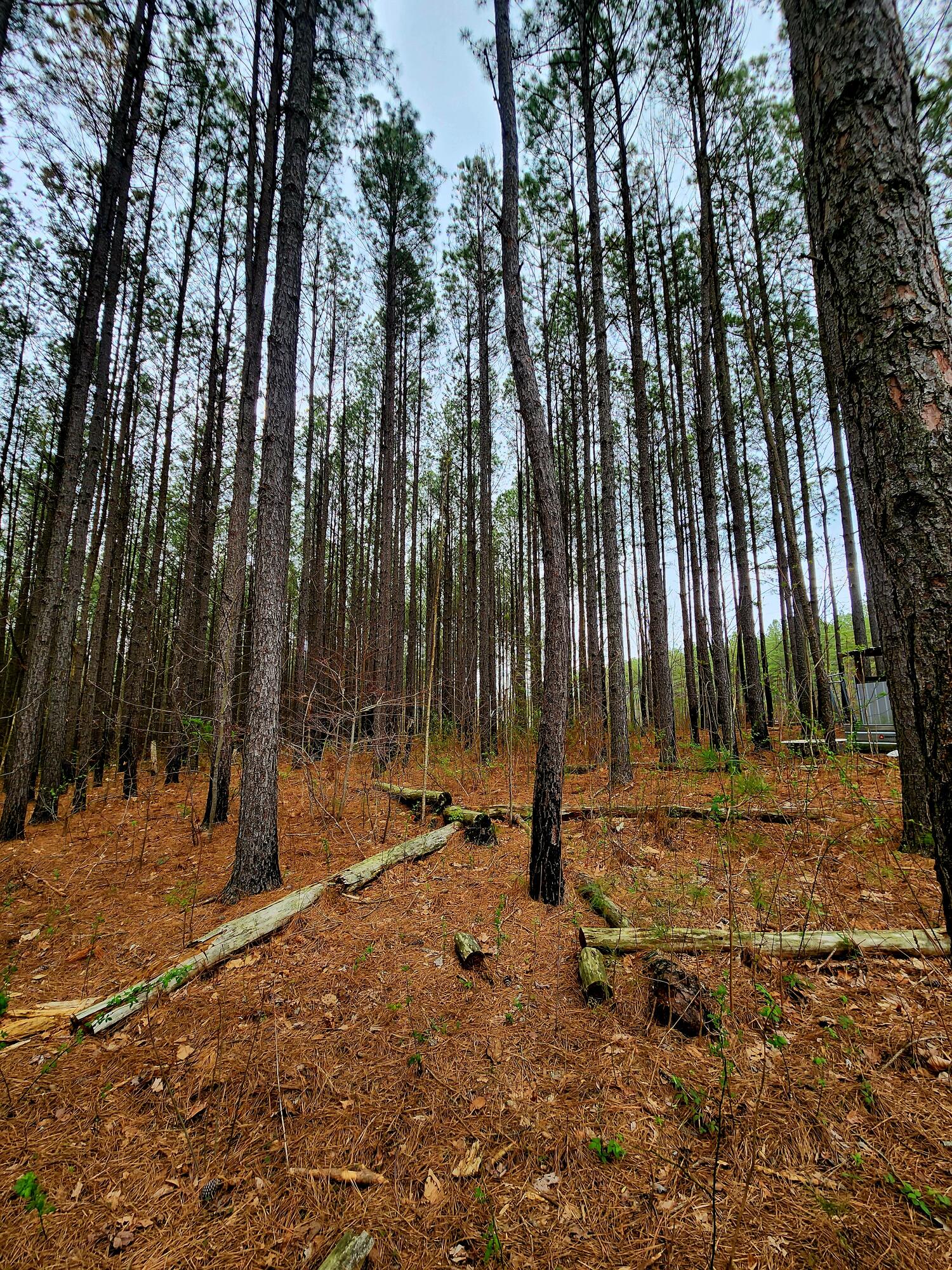 220 Browns Trace Road South Pittsburg, TN 37380 - Photo 18 of 34 20250402_110934