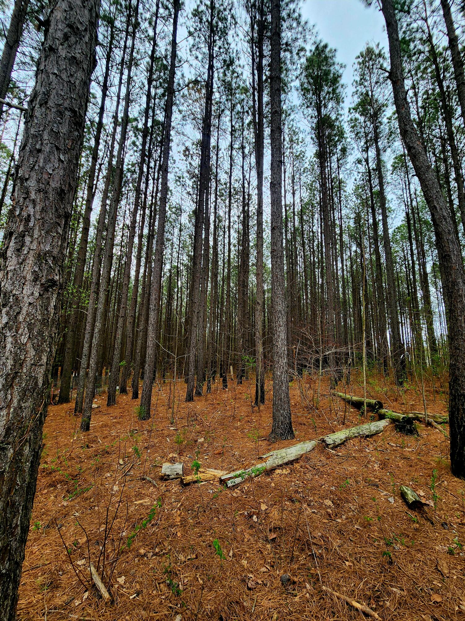 220 Browns Trace Road South Pittsburg, TN 37380 - Photo 19 of 34 20250402_110931