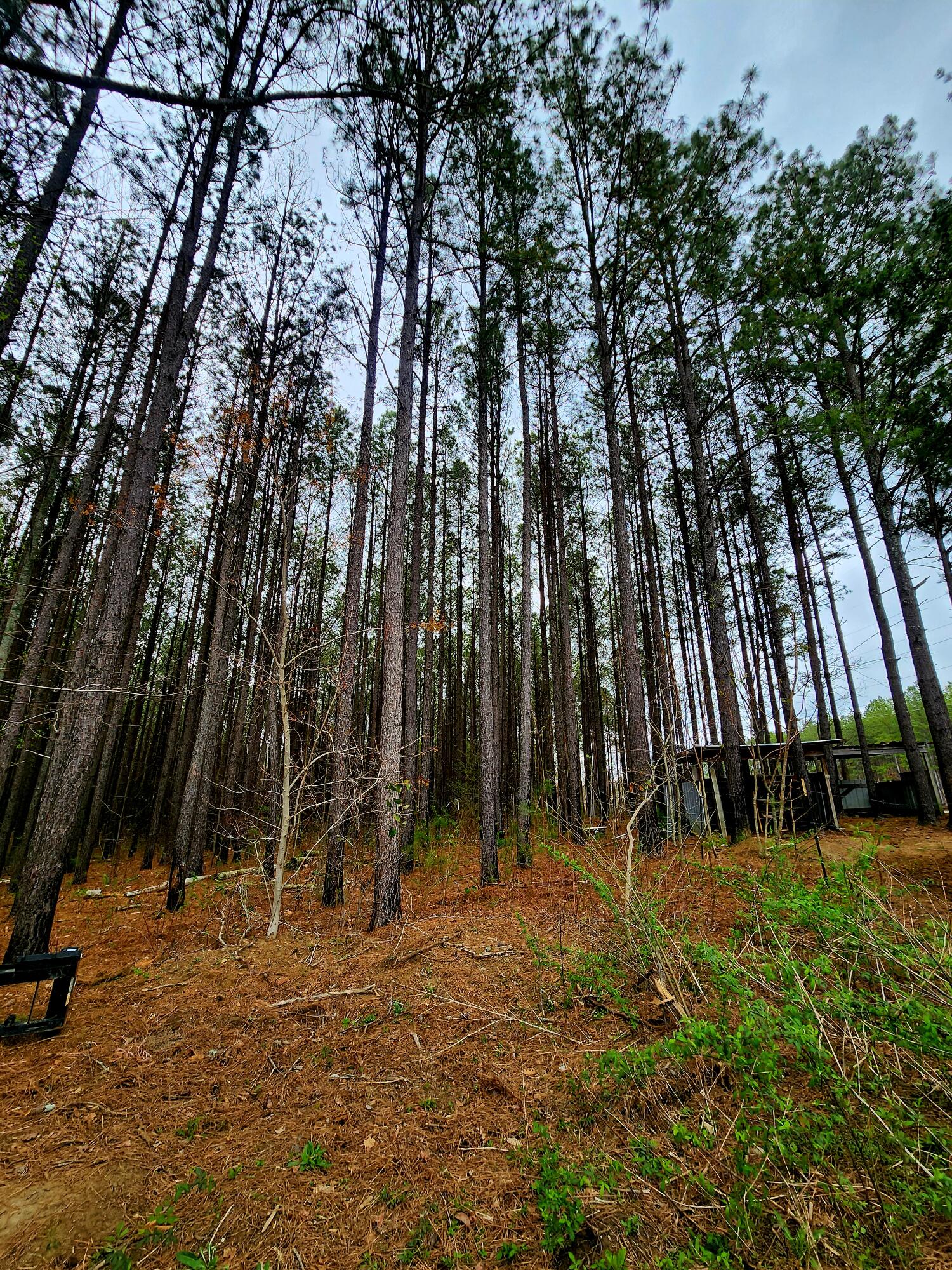 220 Browns Trace Road South Pittsburg, TN 37380 - Photo 21 of 34 20250402_110911