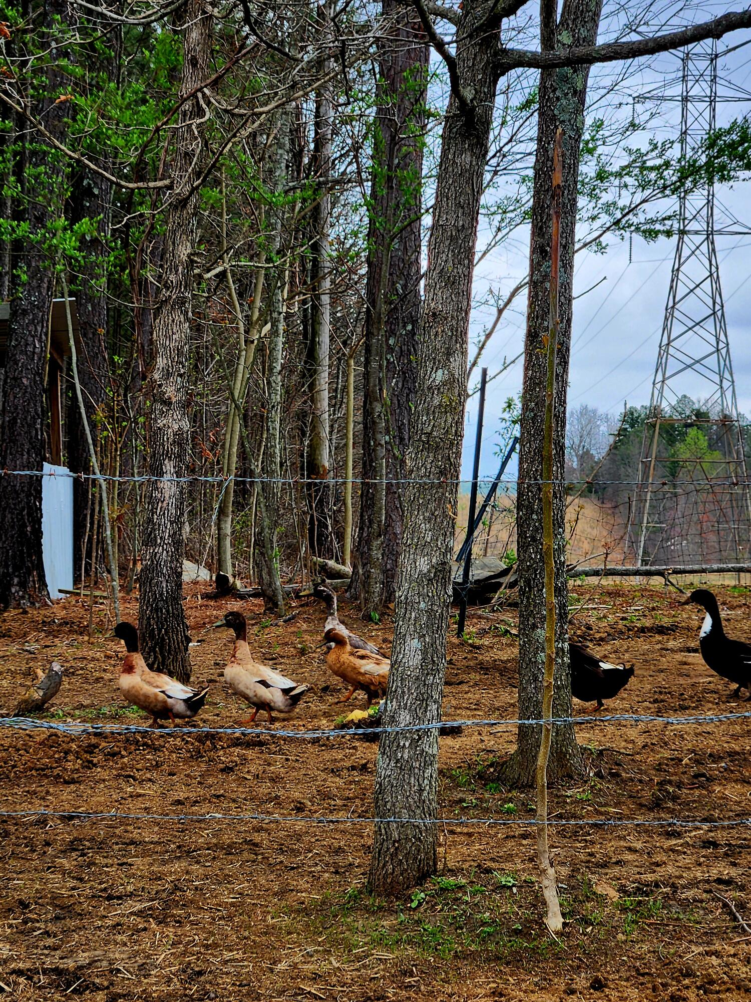 220 Browns Trace Road South Pittsburg, TN 37380 - Photo 23 of 34 20250402_110834