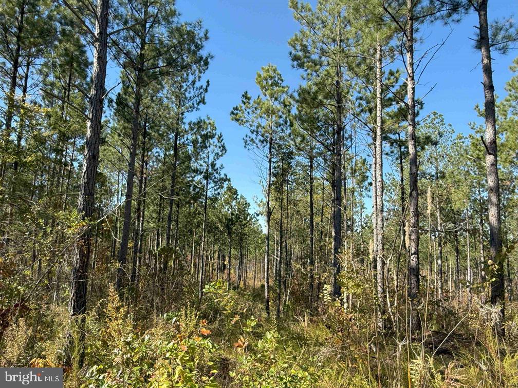 Woodfork Road Charlotte Court House, VA 23923 - Photo 2 of 12