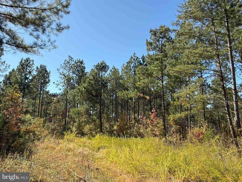 Woodfork Road Charlotte Court House, VA 23923 - Photo 7 of 12
