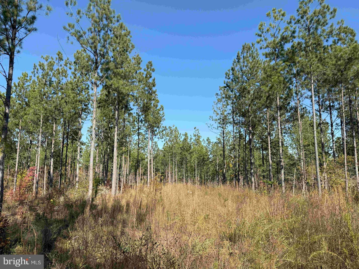 Woodfork Road Charlotte Court House, VA 23923 - Photo 8 of 12