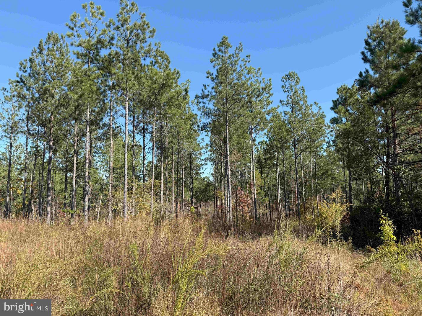 Woodfork Road Charlotte Court House, VA 23923 - Photo 9 of 12