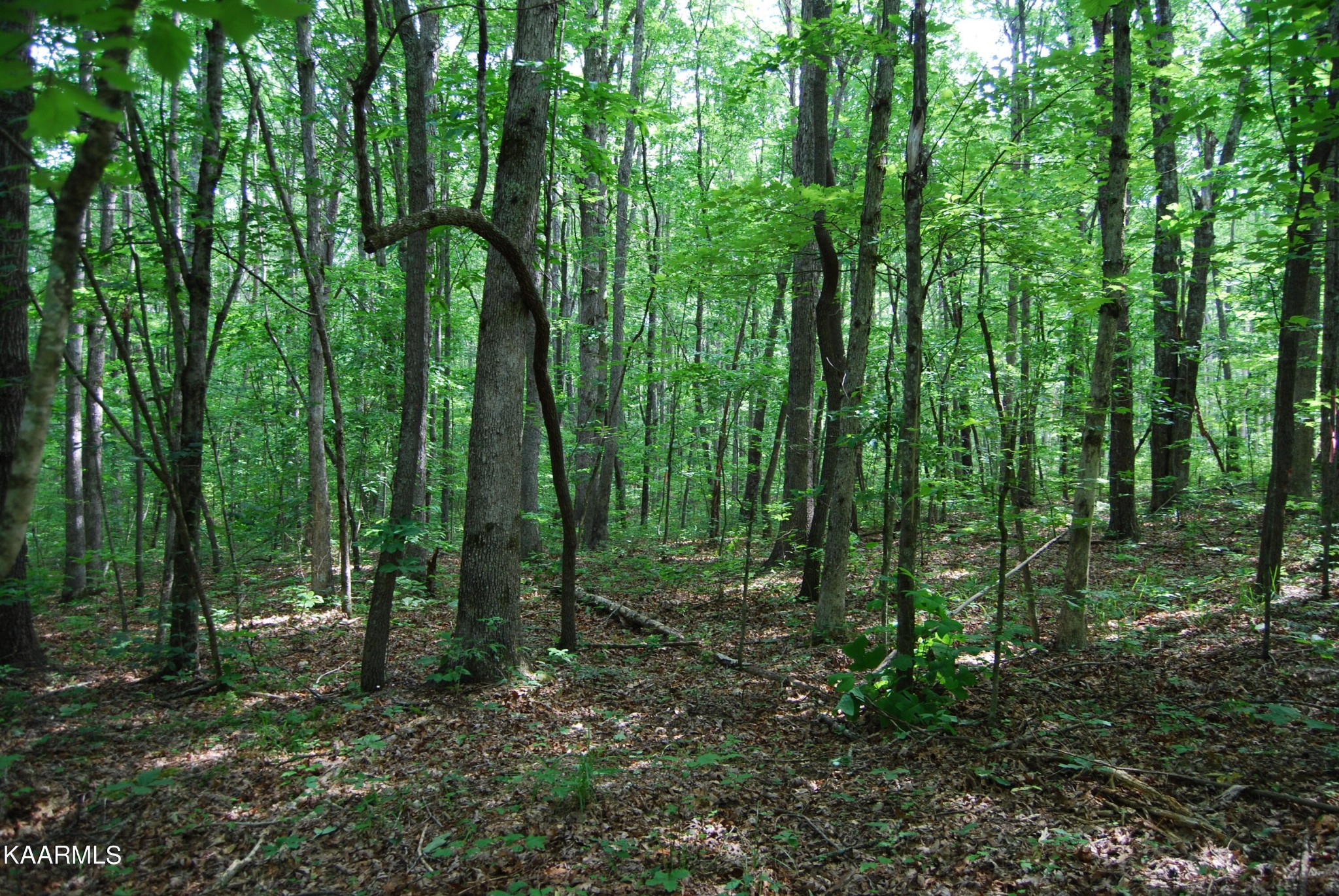 0 Westwind Road Crossville, TN 38572 - Photo 1 of 4 Gallery Image 1