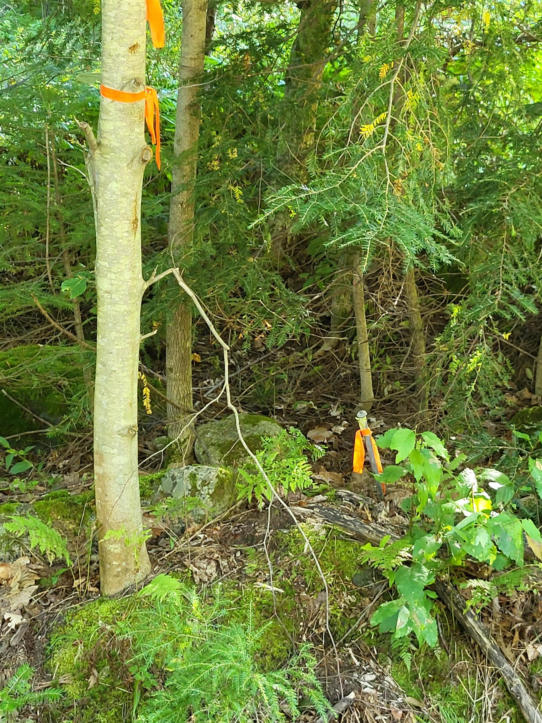 0 Swazey Lane Bethlehem, NH 03574 - Photo 19 of 21