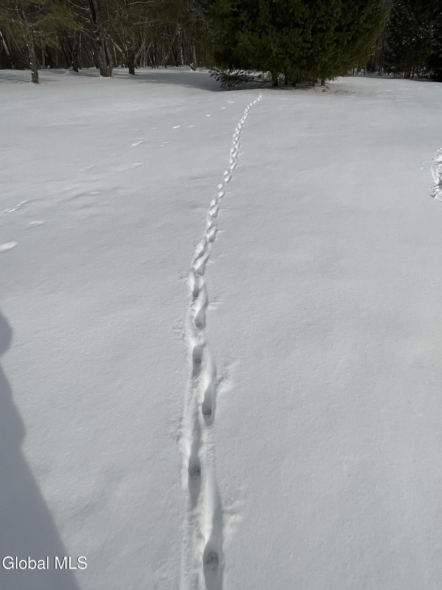 382 Old Road Grafton, NY 12052 - Photo 69 of 75 deer tracks