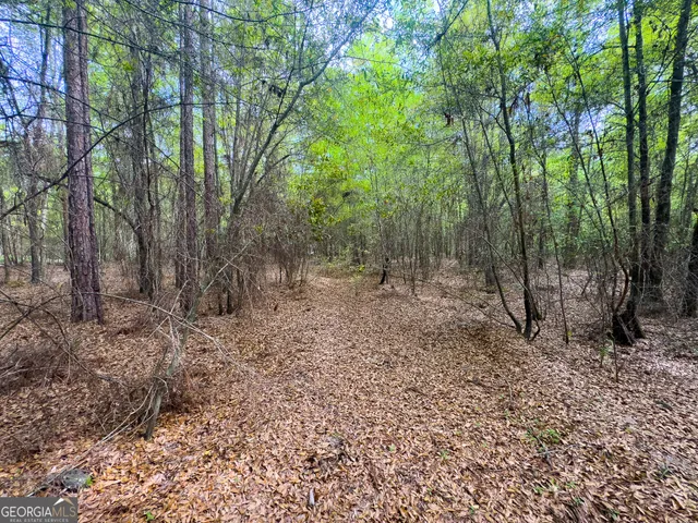 a view of a forest filled with trees