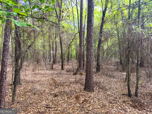 a view of a forest with trees in the background