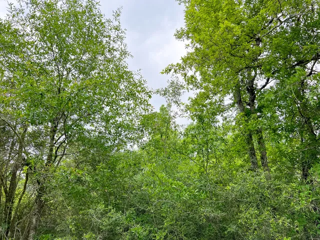 $218,025 | 0 Cravens Camp Road, Silsbee, TX 77656