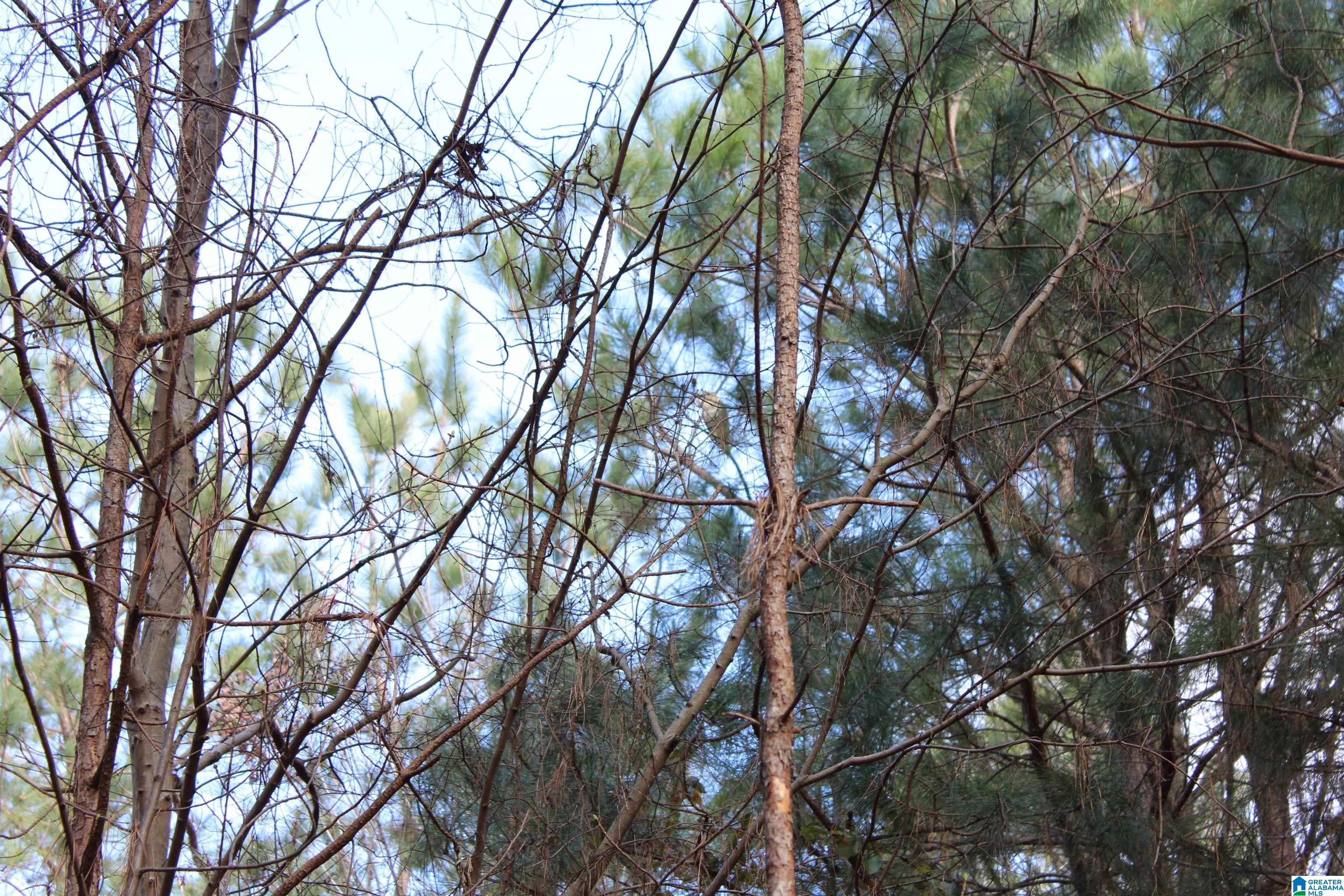 518 County Road, Unit 33 859ACRES Woodland, AL 36280 - Photo 12 of 32
