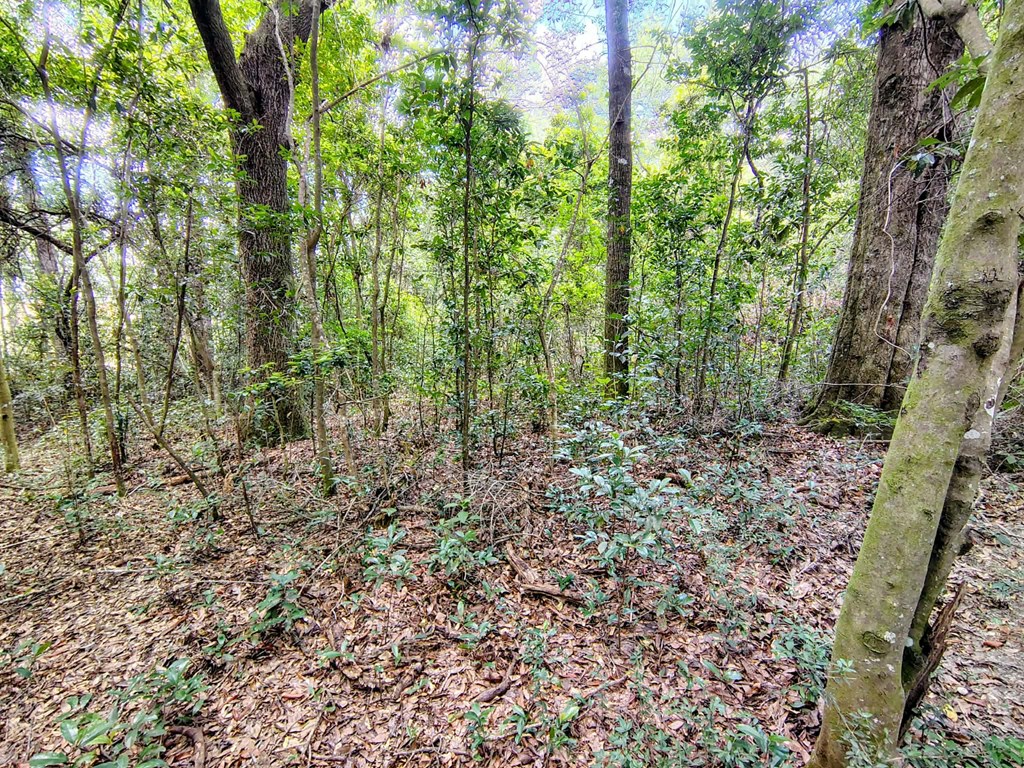 0 Baker Avenue Geneva, AL 36340 - Photo 6 of 8