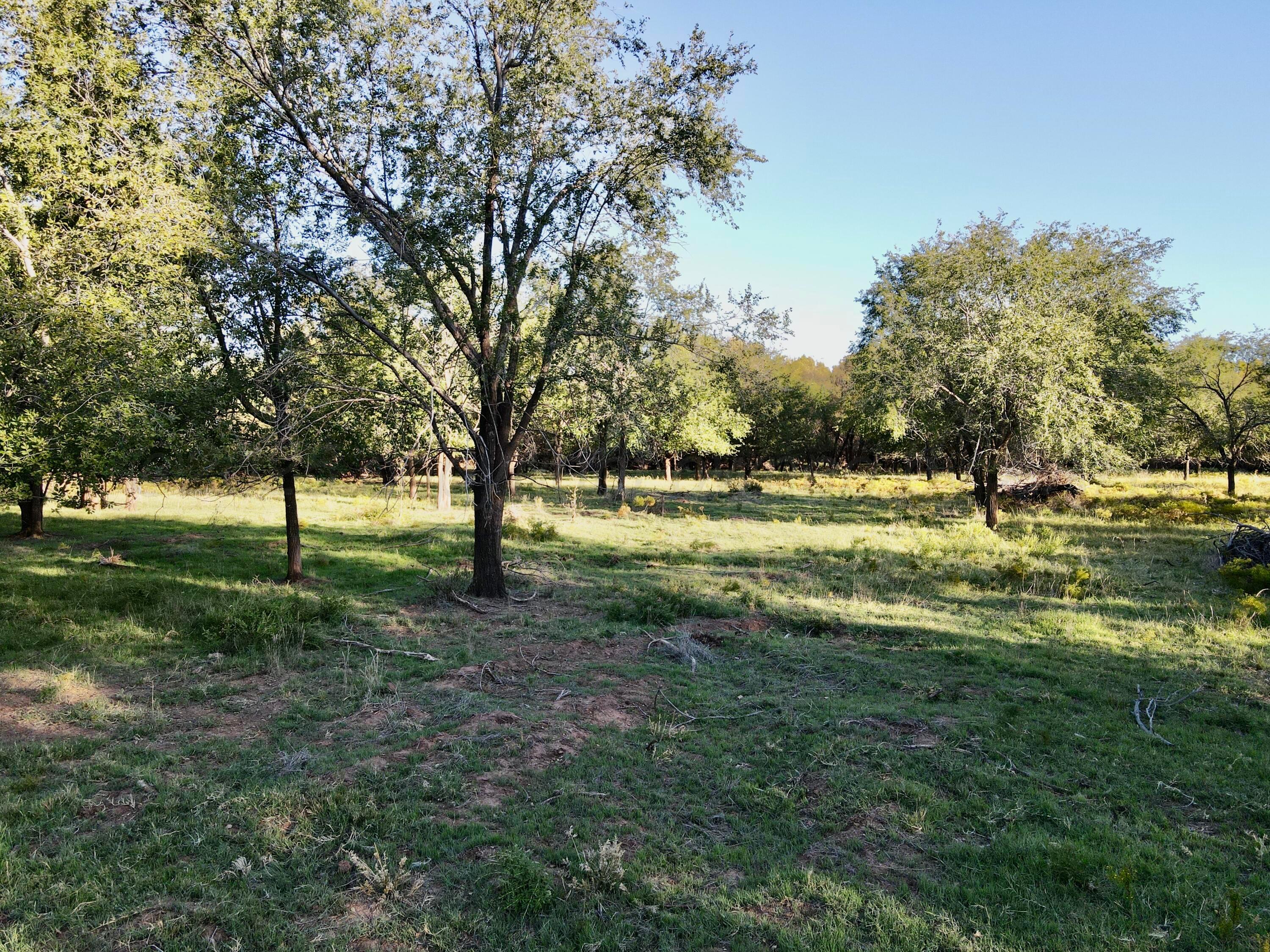 70 State Highway 70 Turkey, TX 79261 - Photo 13 of 28 a view of yard with trees