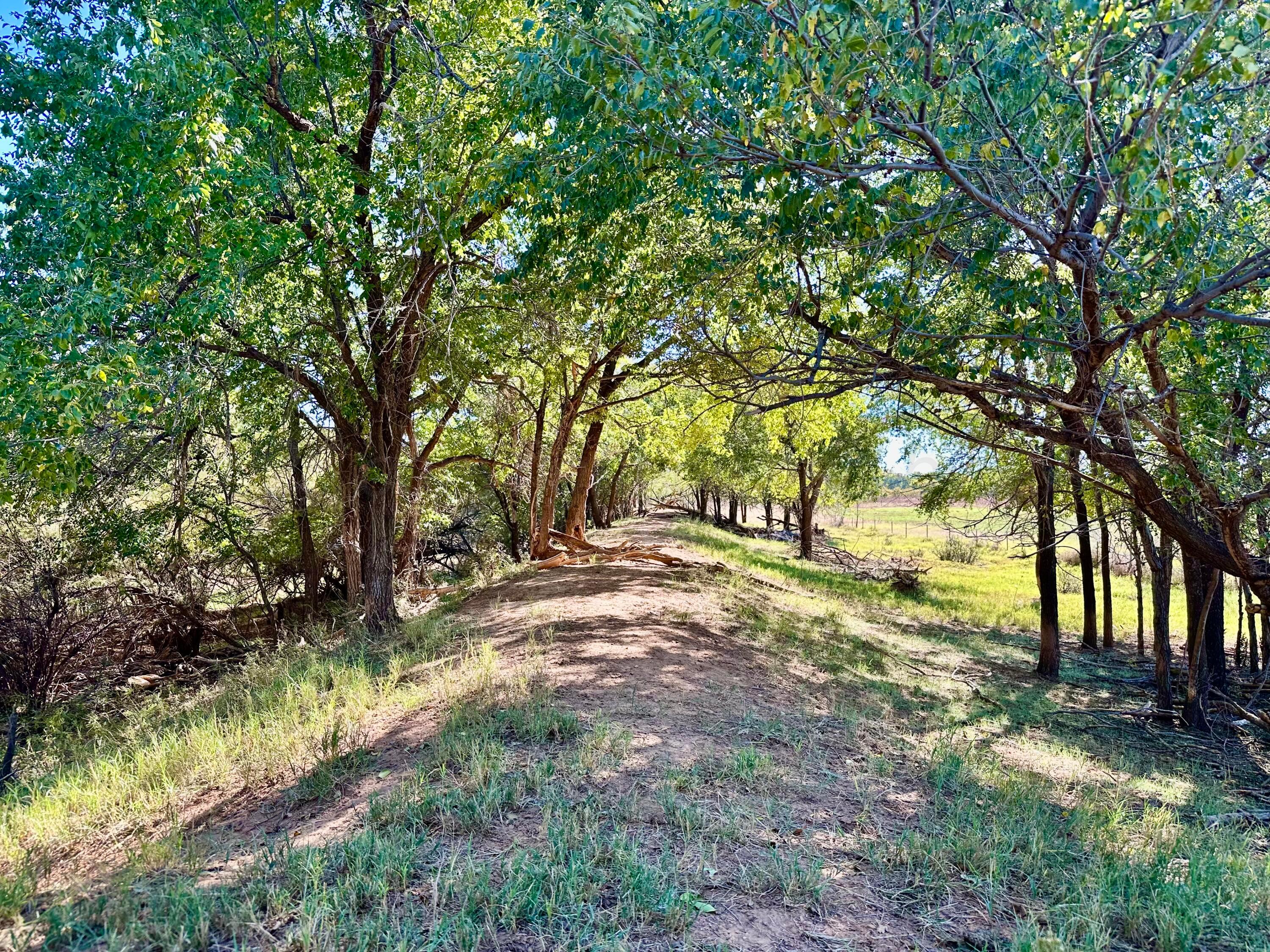 70 State Highway 70 Turkey, TX 79261 - Photo 22 of 28 a view of yard with trees