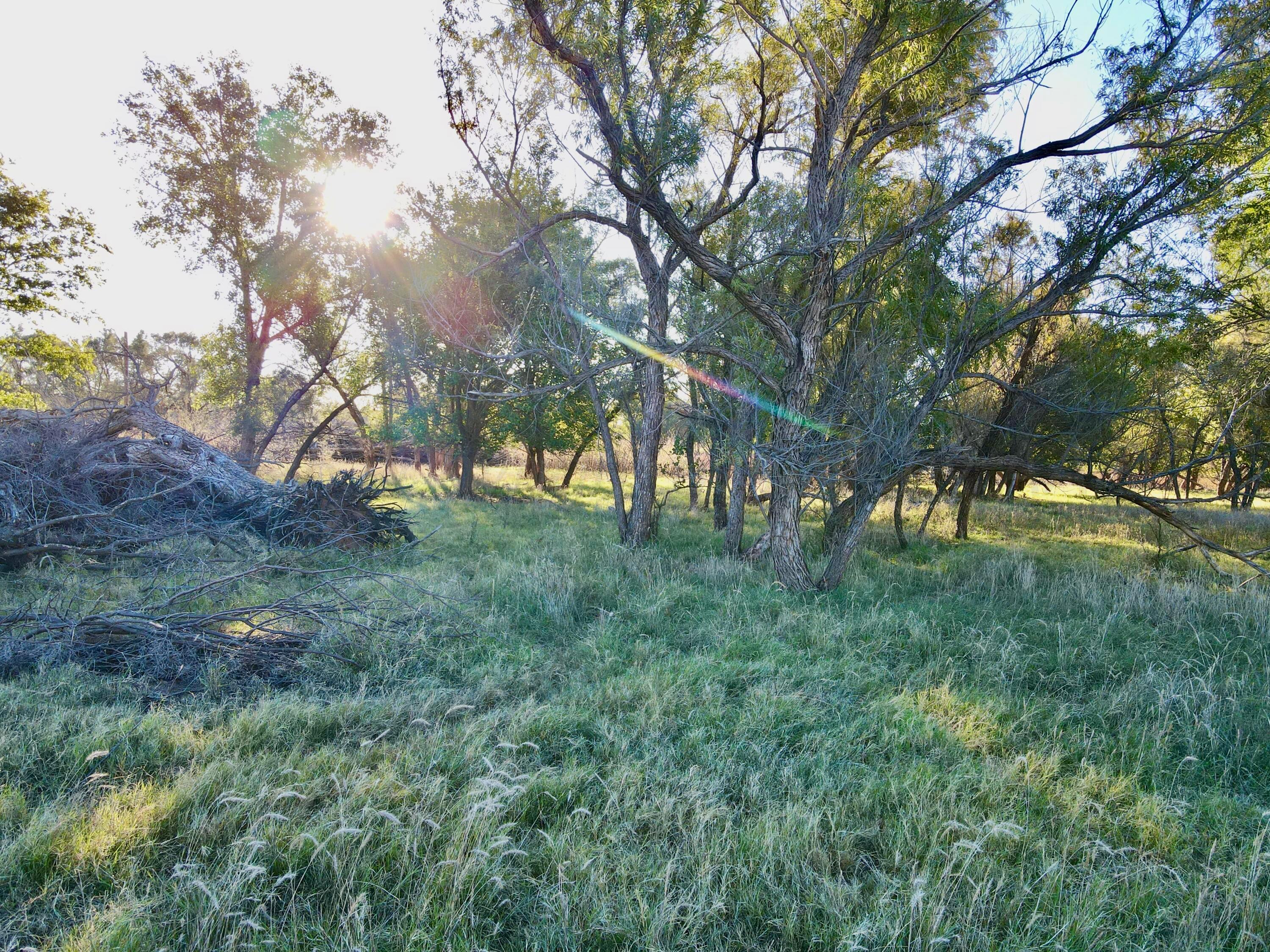 70 State Highway 70 Turkey, TX 79261 - Photo 8 of 28 a view of yard with green space