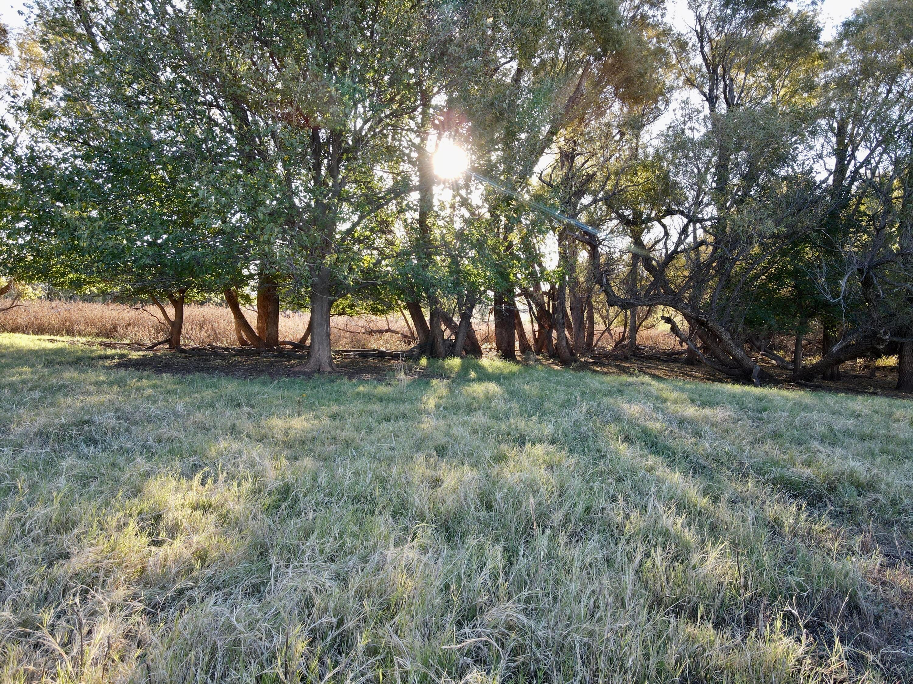 70 State Highway 70 Turkey, TX 79261 - Photo 10 of 28 a view of outdoor space with trees