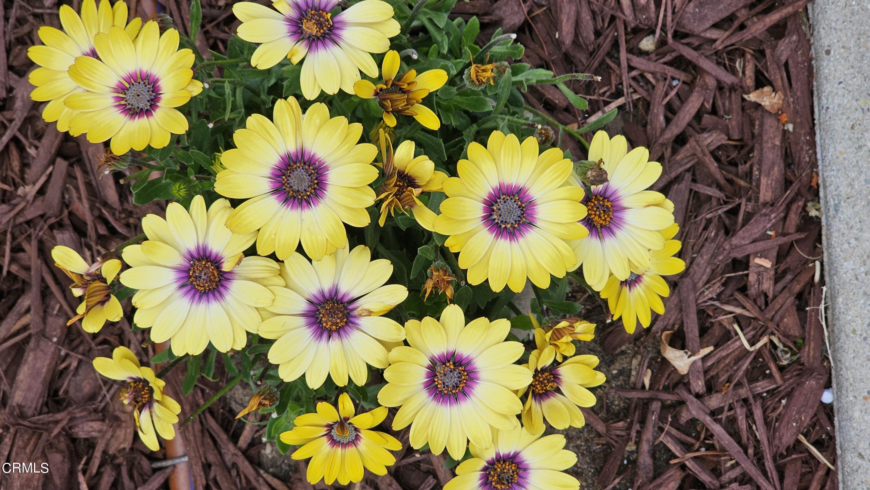 Undisclosed Address Oxnard, CA 93036 - Photo 22 of 22 a vase of flowers