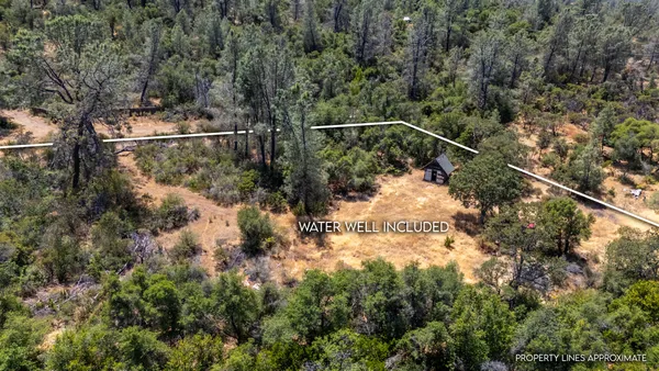 a view of a yard with a forest
