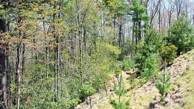 329 Pepperroot Road Boone, NC 28607 - Photo 3 of 7