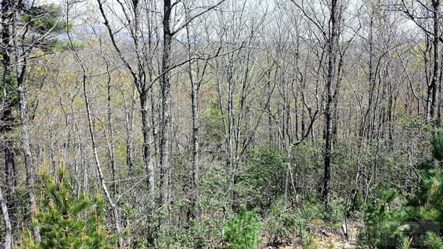 329 Pepperroot Road Boone, NC 28607 - Photo 7 of 7
