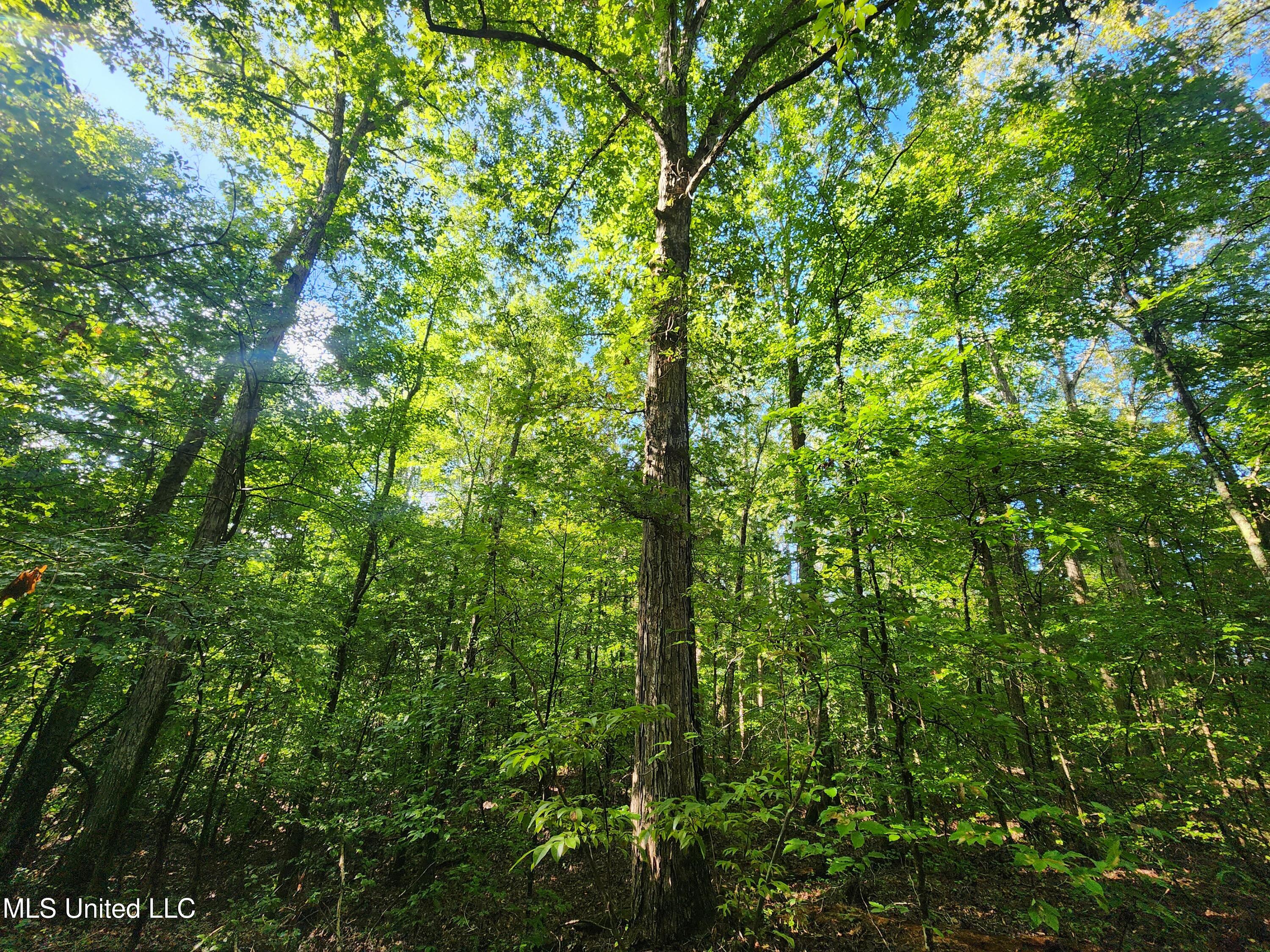 Spillers Road Potts Camp, MS 38659 - Photo 34 of 65 20250727_083718
