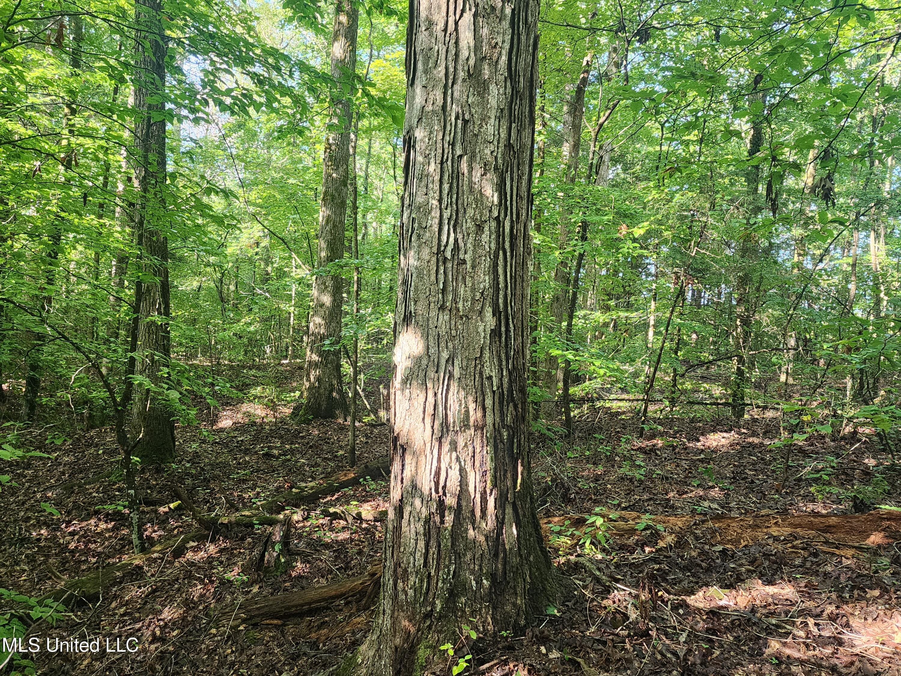 Spillers Road Potts Camp, MS 38659 - Photo 35 of 65 20250727_083735