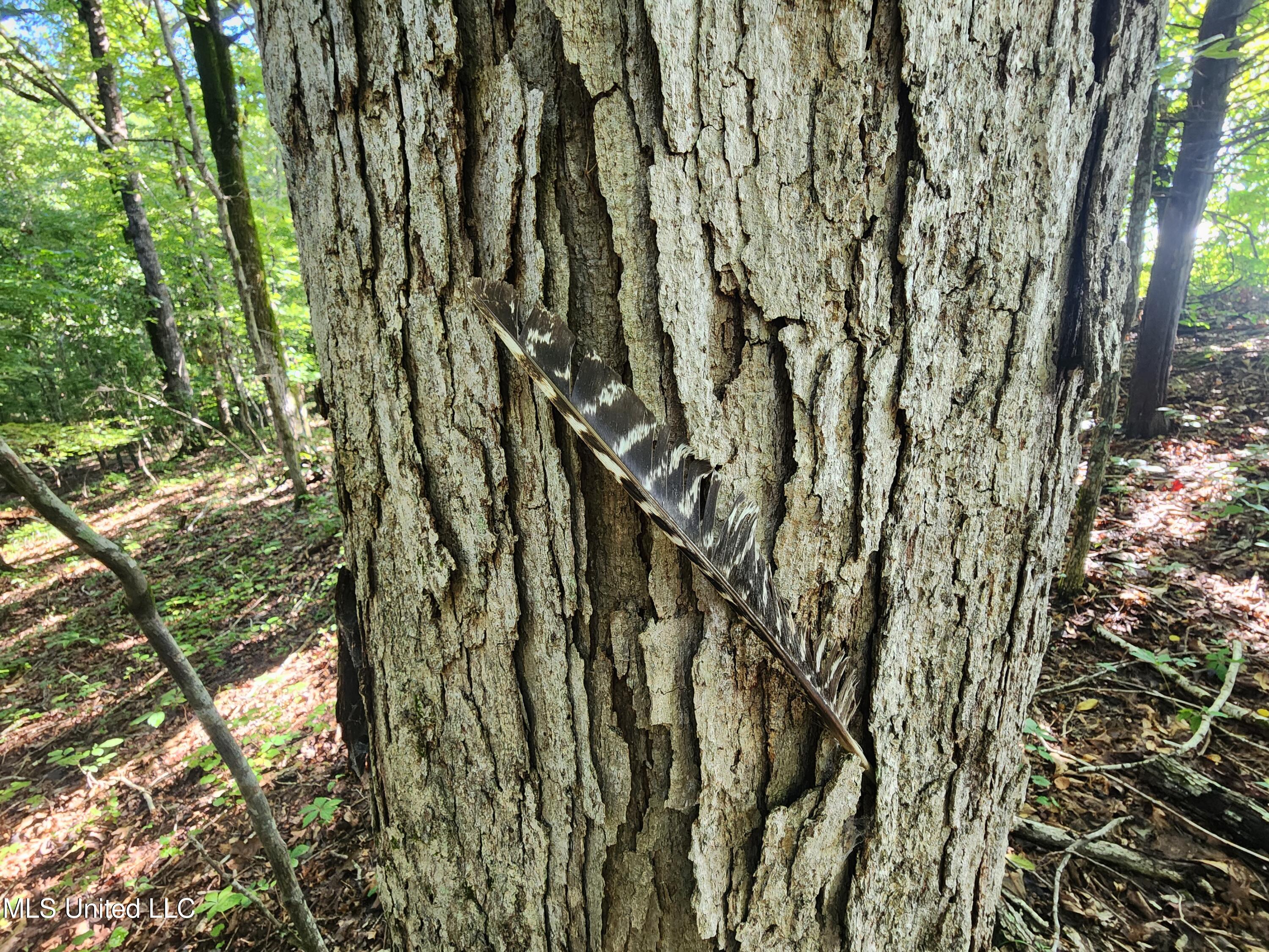 Spillers Road Potts Camp, MS 38659 - Photo 41 of 65 20250727_091746