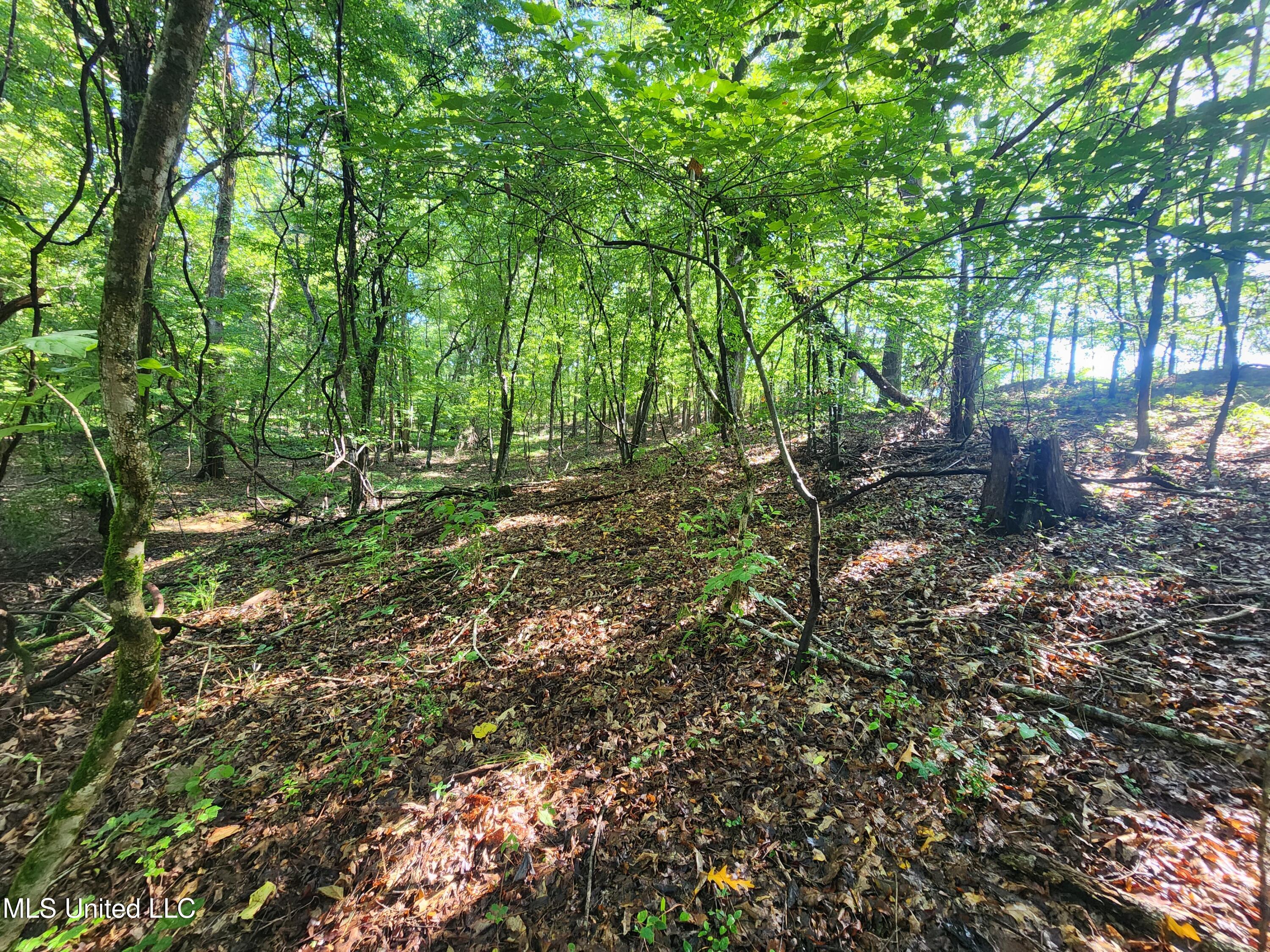 Spillers Road Potts Camp, MS 38659 - Photo 42 of 65 20250727_091855
