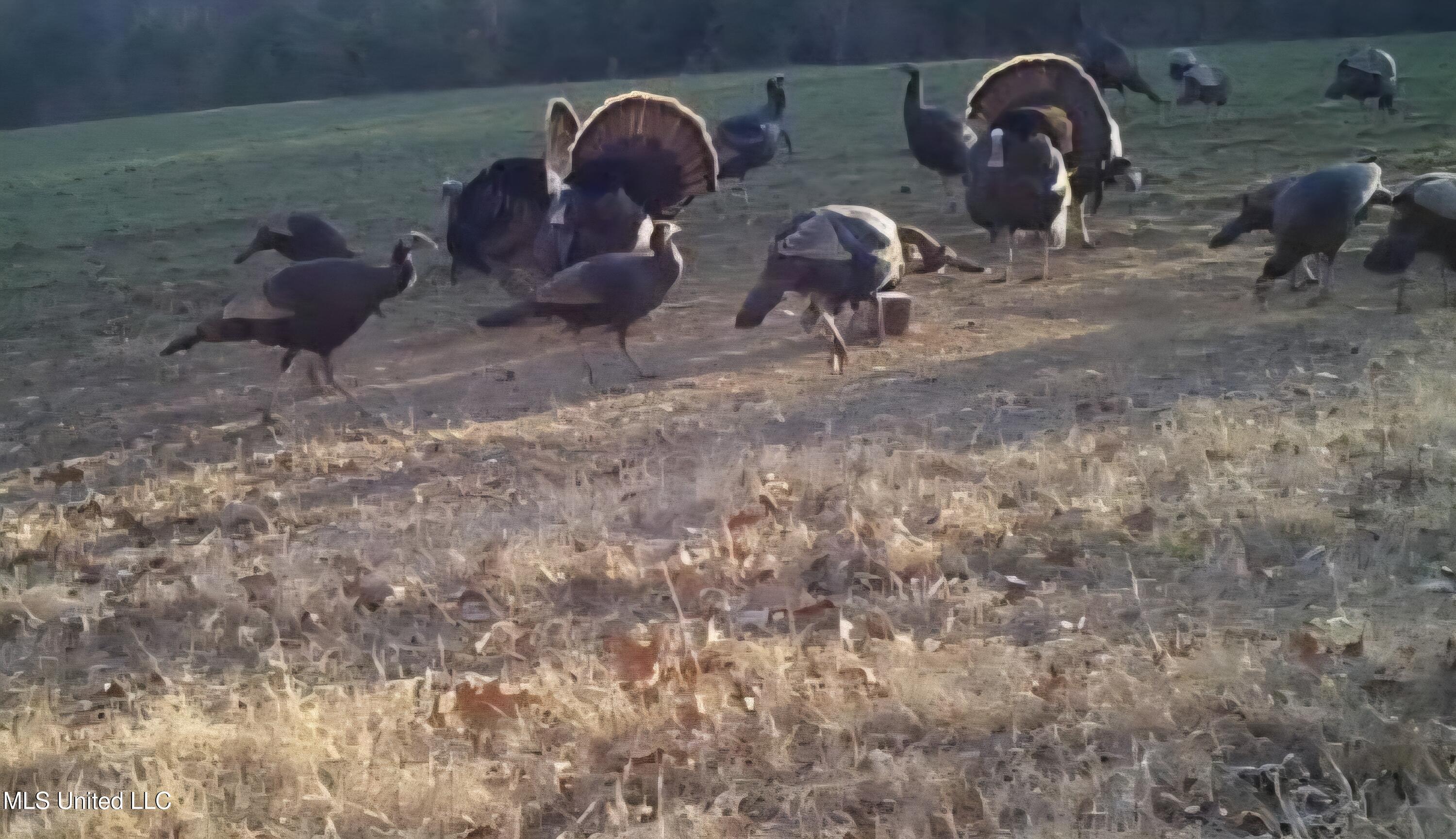 Spillers Road Potts Camp, MS 38659 - Photo 55 of 65 Screenshot_20250729_094435_Chrome