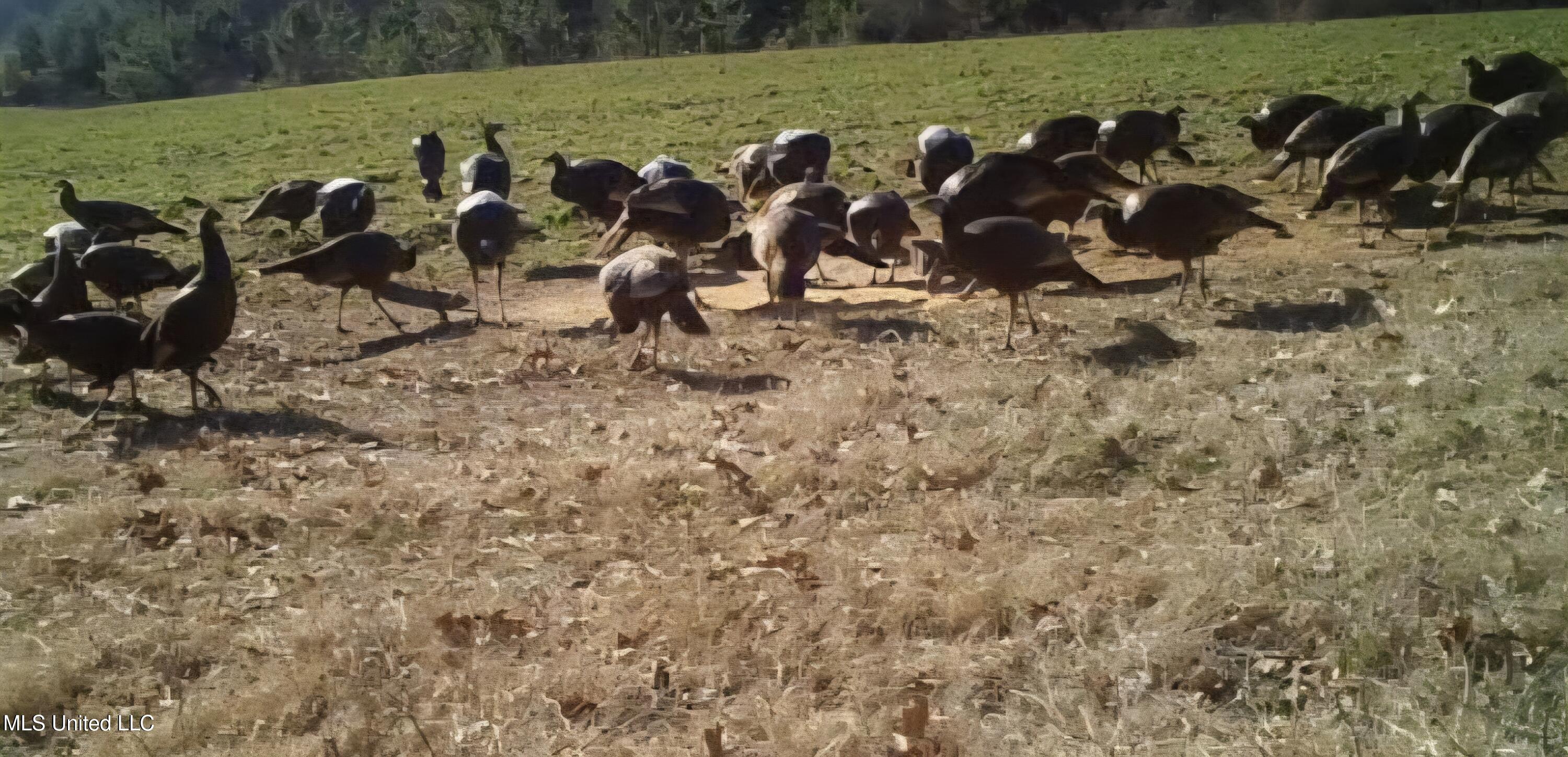 Spillers Road Potts Camp, MS 38659 - Photo 56 of 65 Screenshot_20250729_094441_Chrome