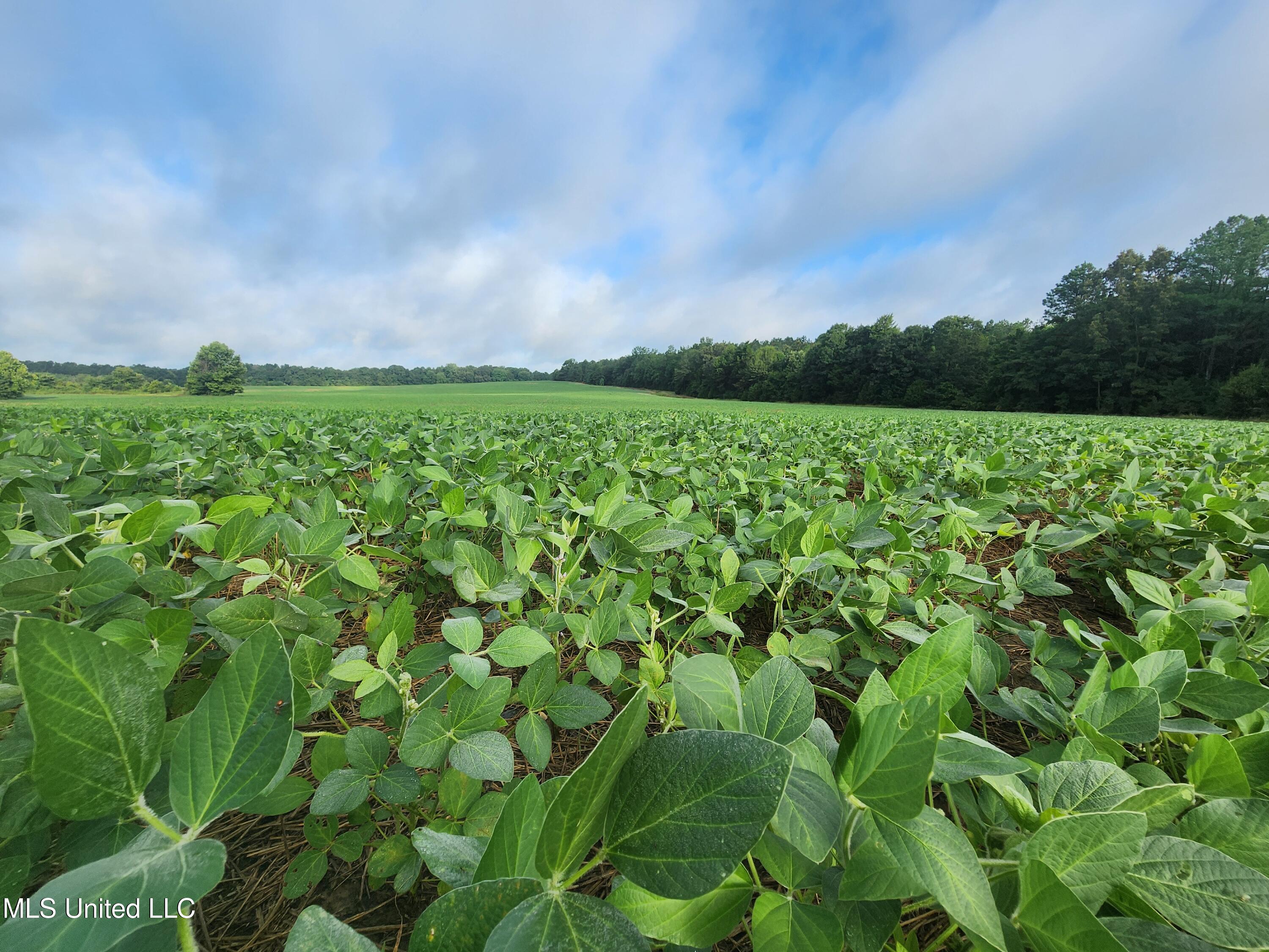 Spillers Road Potts Camp, MS 38659 - Photo 6 of 65 20250727_074954