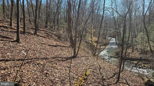 a view of a yard with large trees