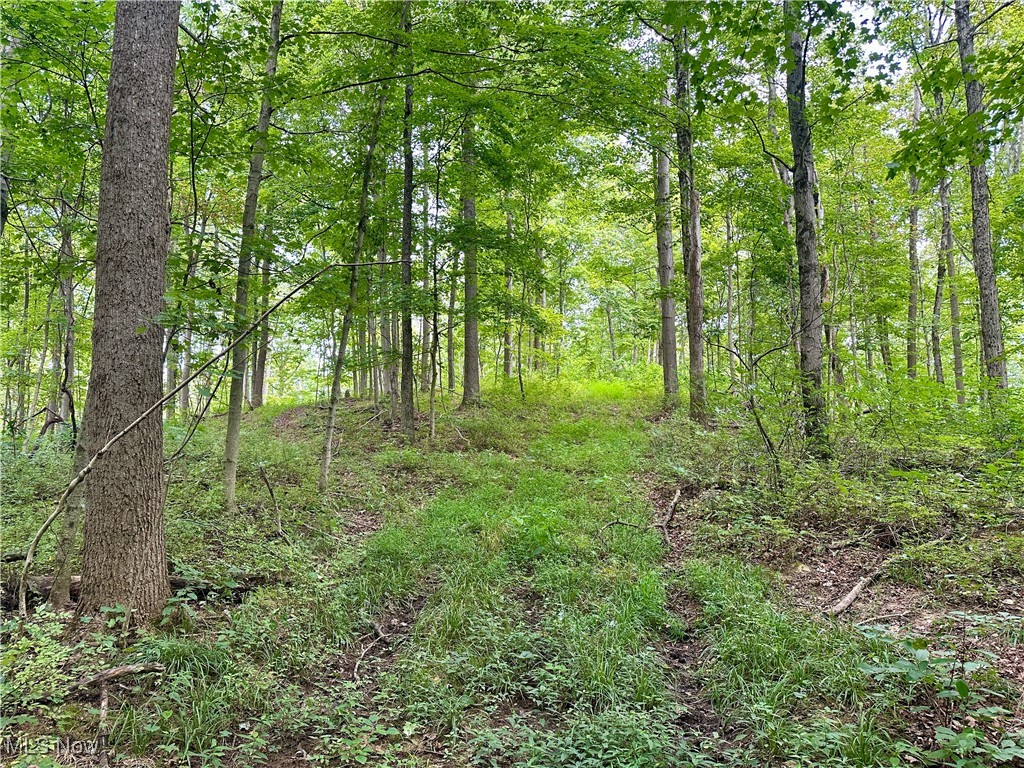 325 North Fork Road New Matamoras, OH 45767 - Photo 19 of 50 View of woods