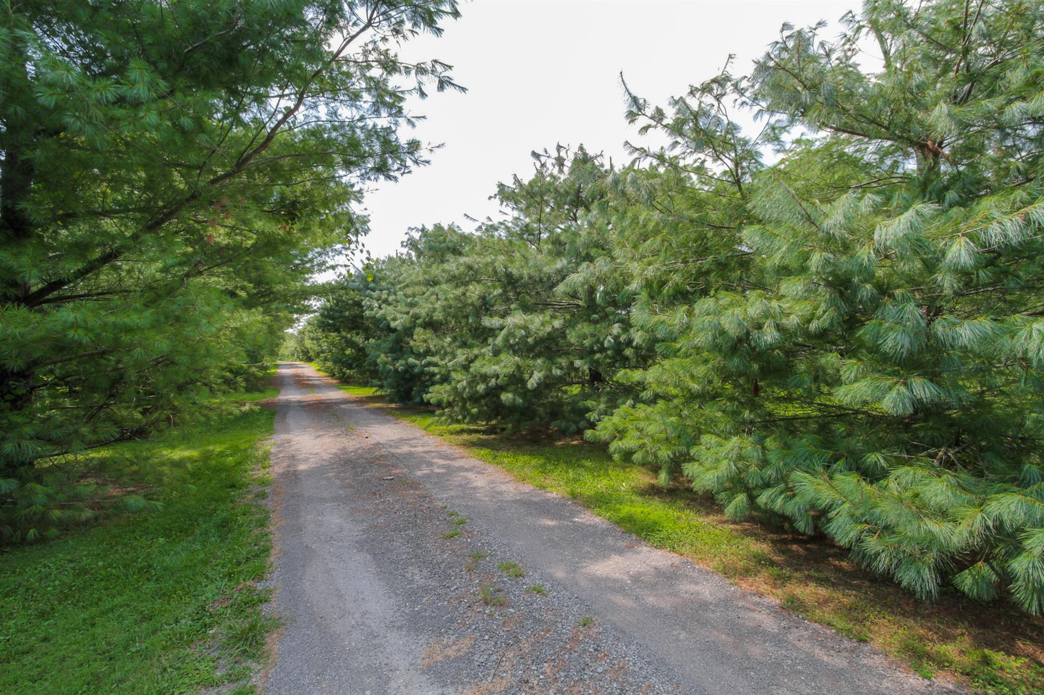4050 Horn Springs Road Lebanon, TN 37087 - Photo 29 of 29 a view of a yard with plants and a large trees