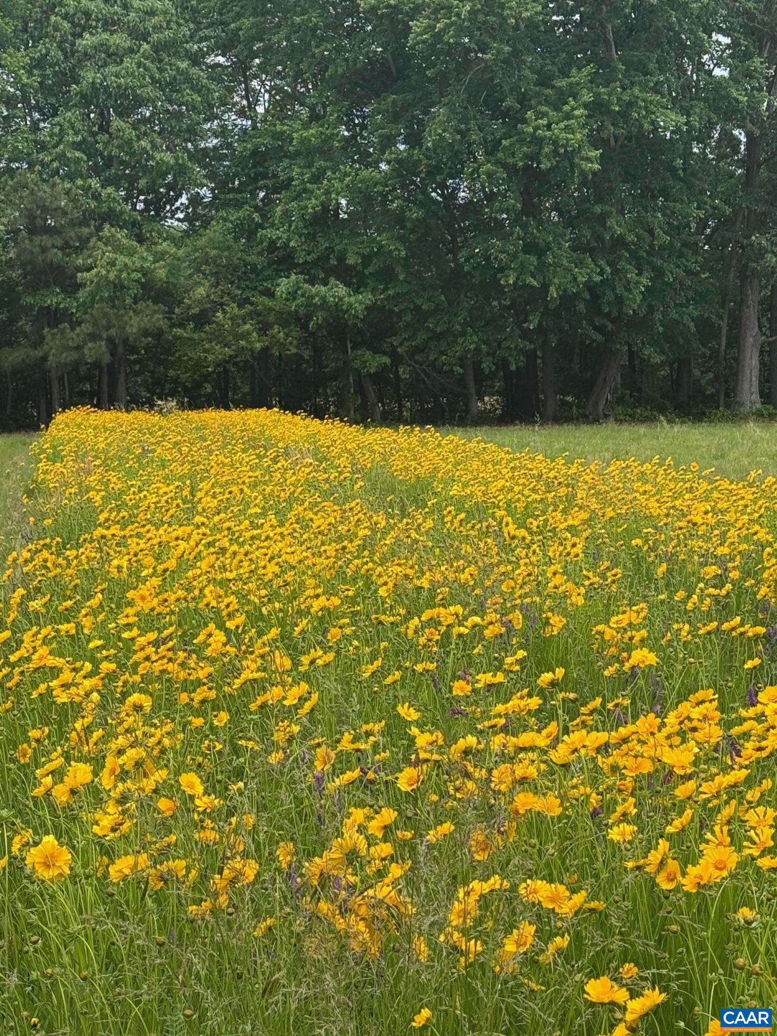 Tbd Pecan Lane Cardinal, VA 23025 - Photo 8 of 13