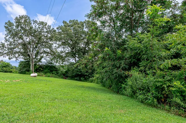 a view of a trees with a yard