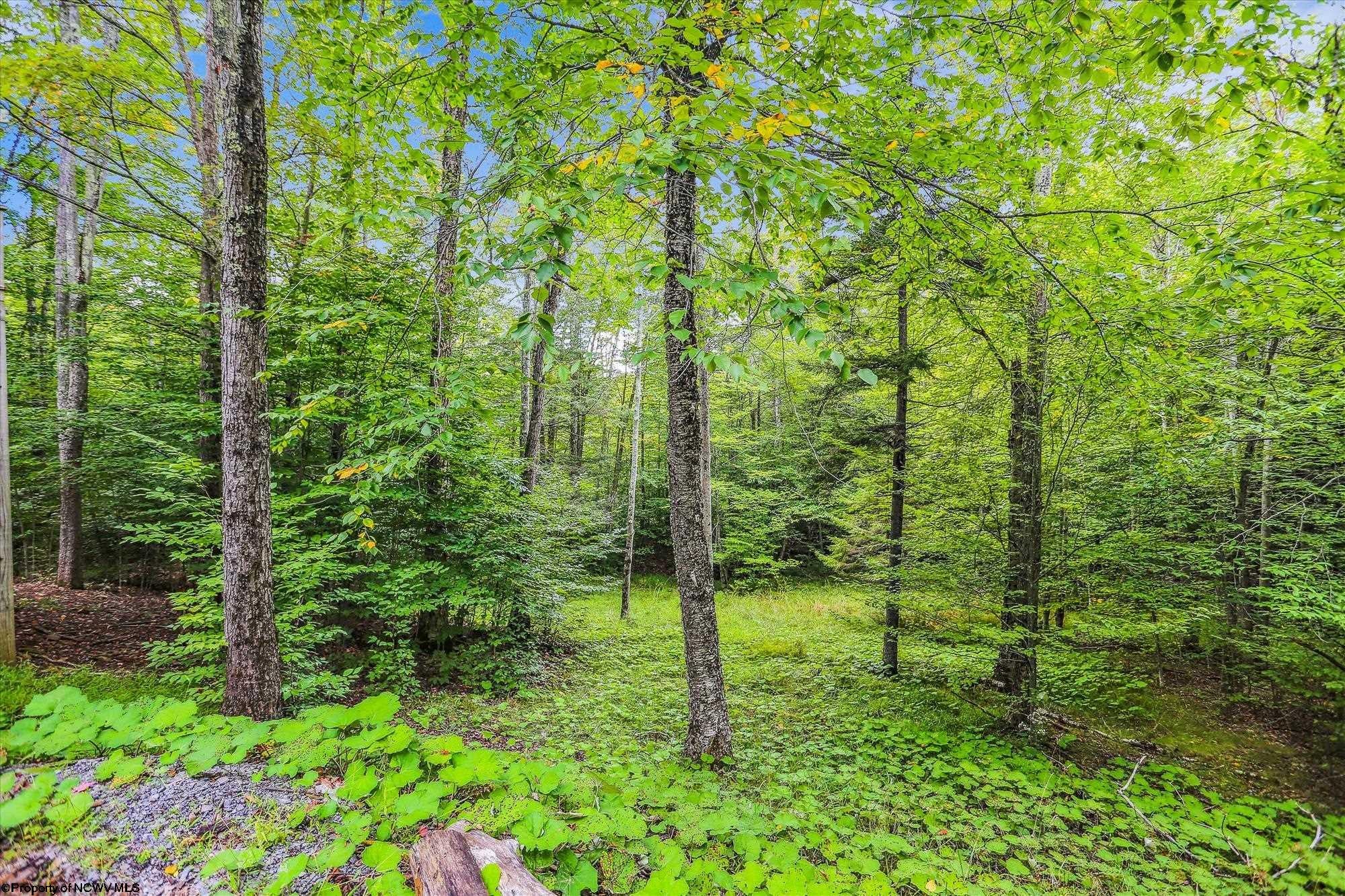 338 Mountainside Road Davis, WV 26260 - Photo 20 of 23 Gallery Image 20