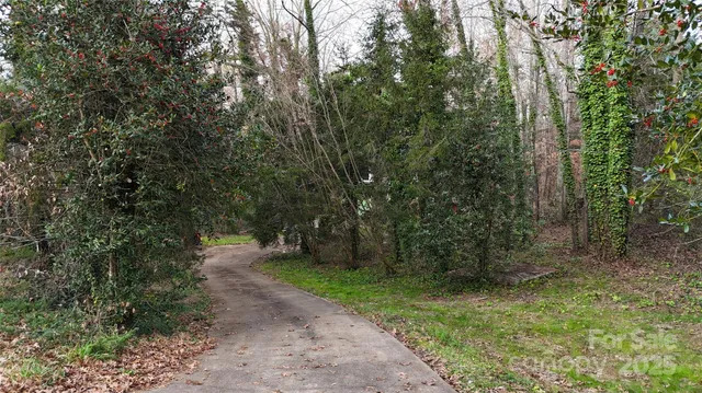 a view of a forest with trees in the background