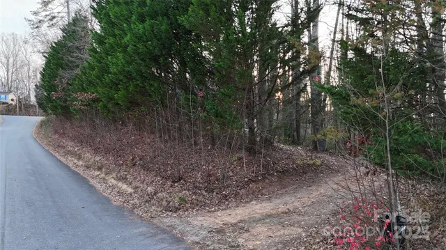 a view of a forest with trees in the background