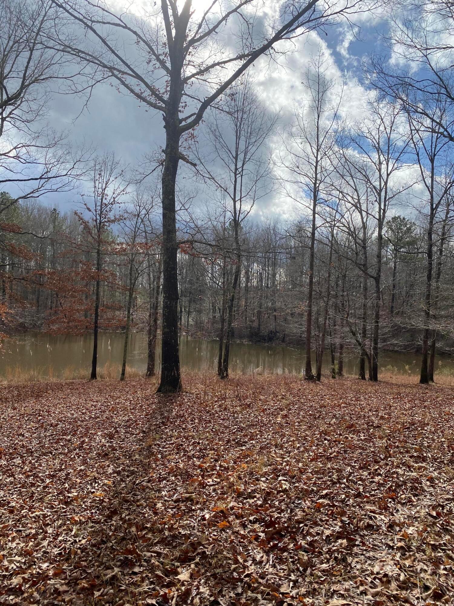 111 Cheatham Road Carbon Hill, AL 35549 - Photo 5 of 7 Gallery Image 5