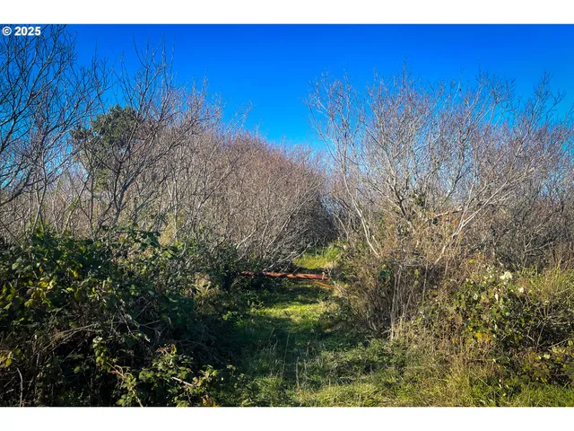 a view of a garden with a tree