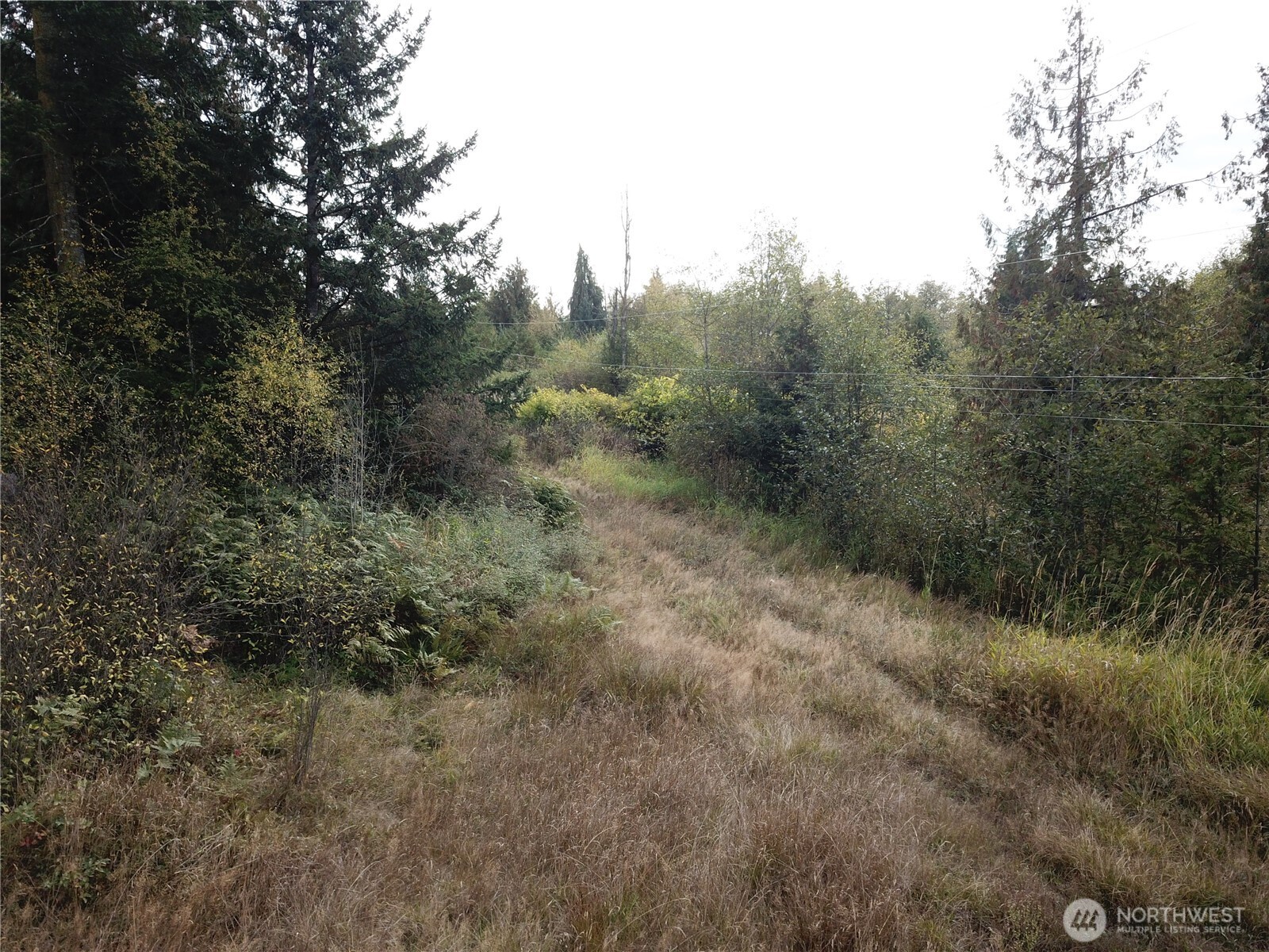 0 Fern Road Port Angeles, WA 98362 - Photo 3 of 12 a view of a forest with trees in the background