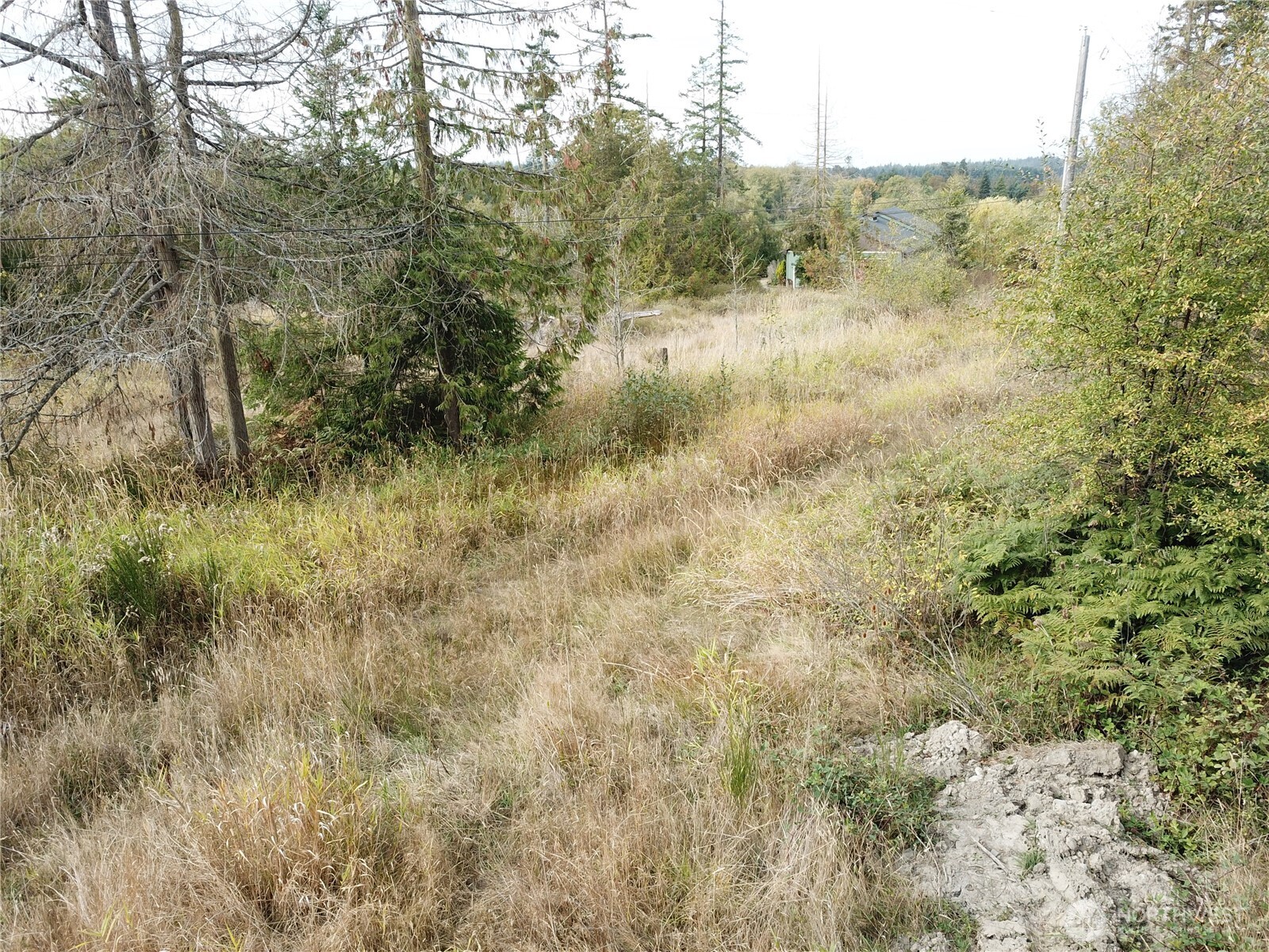 0 Fern Road Port Angeles, WA 98362 - Photo 6 of 12 a view of a forest with trees in front of it