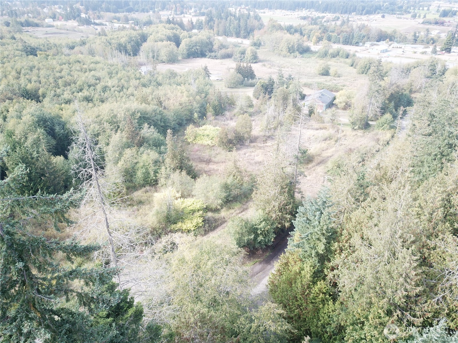 0 Fern Road Port Angeles, WA 98362 - Photo 9 of 12 a close up of a plant